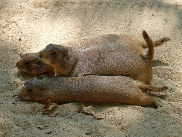 Три прерійних собаки в профілі і лежать на жилах у піску - фото
 - Фото, зображення