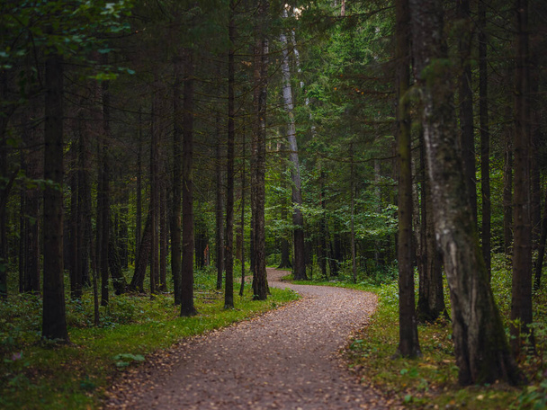 традиционный лес центральной России, летний закат. Живописный лес из свежих зеленых деревьев, красивый парк, летний пейзаж, березовая роща, пихтовый лес летний пейзаж - Фото, изображение