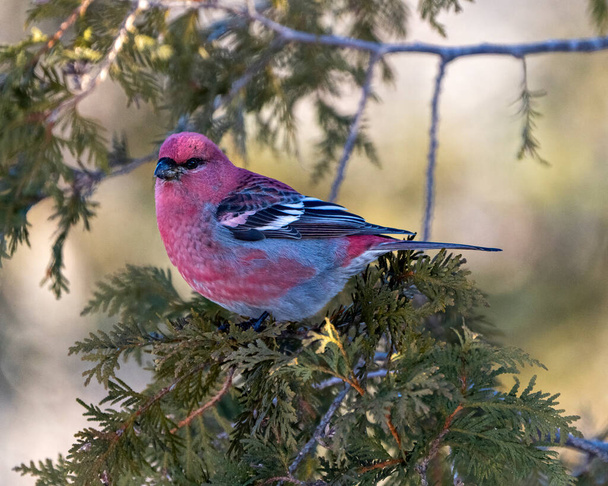 Pine Grosbeak male close-up profile view perched on a cedar tree branch with a blur forest background in its environment and habitat surrounding. Grosbeak Portrait. Picture. - 写真・画像