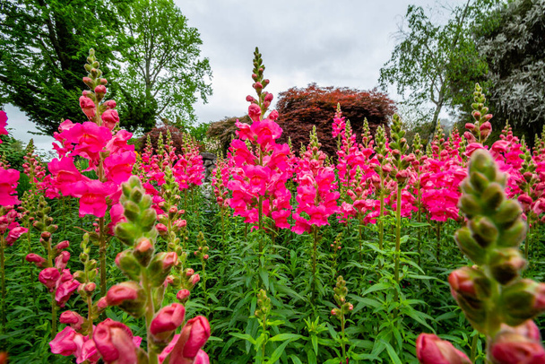 Growing snapdragon (Antirrhinum majus) in the flower bed provides cool season color and a mid-sized plant to balance tall background plants and shorter bedding plants in the front. Learn how to grow snapdragon for early spring blooms - Photo, Image