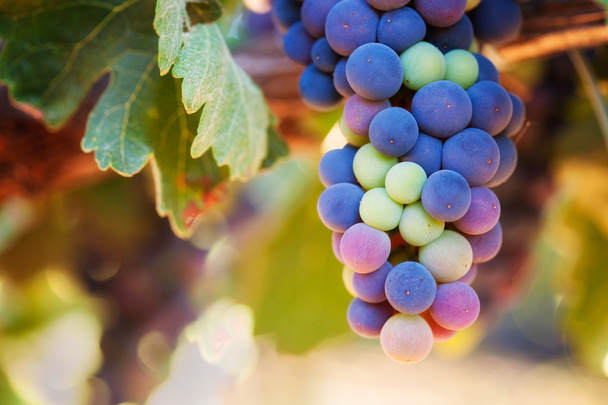 Dojrzewanie winogron na wino - Zdjęcie, obraz