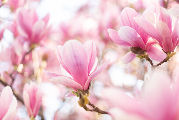 Close up of lovely magnolia bloom. Springtime blossom. Spring background - Photo, Image