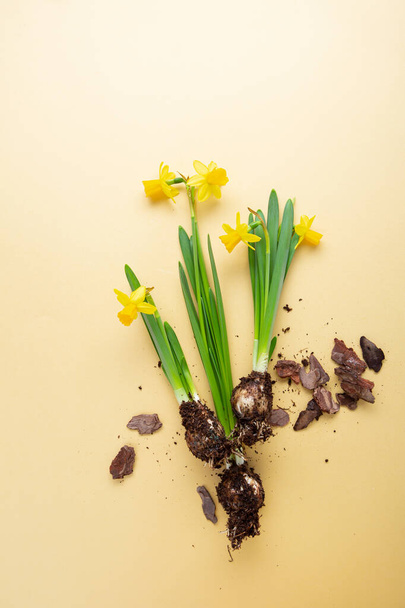 Overhead view of spring flowers on golden background - Foto, immagini