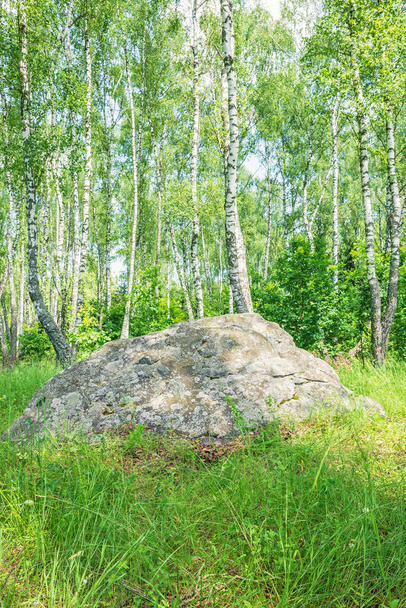 Большой древний священный камень Следовик, покрытый лишайником в березовом лесу Орловской области, Россия - Фото, изображение