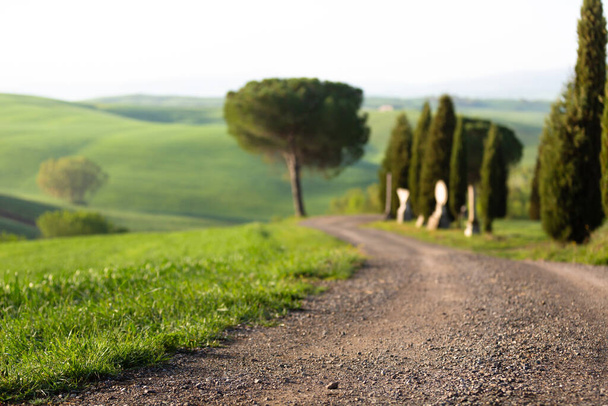 Toscanan maaseutu sypressipuilla  - Valokuva, kuva