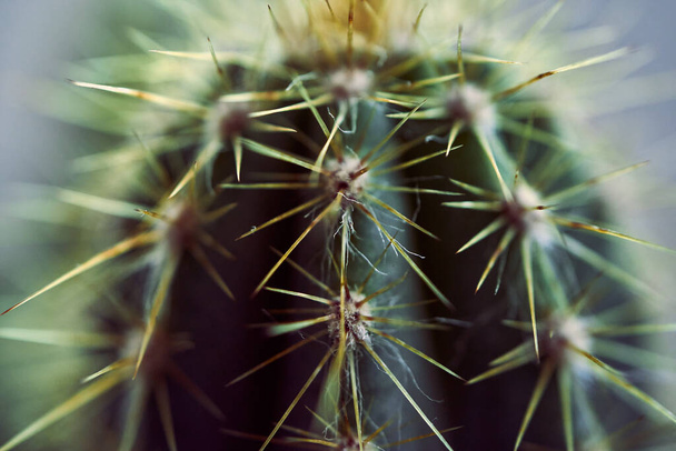 close up of a cactus in a pot - Zdjęcie, obraz