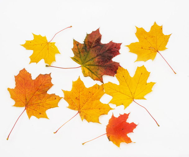 Изолированные осенние листья клена
 - Фото, изображение