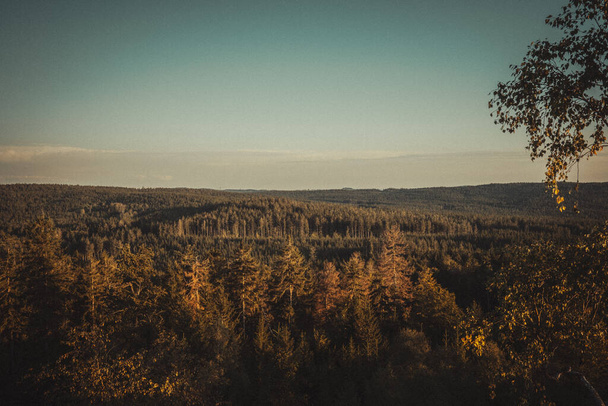 beautiful landscape with trees and forest - Fotoğraf, Görsel