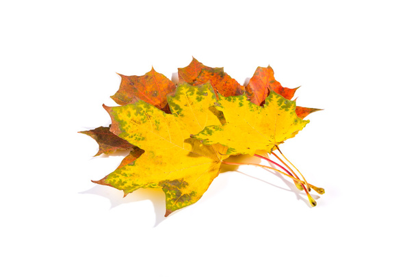 maple autumn leaves isolated on white background - Valokuva, kuva