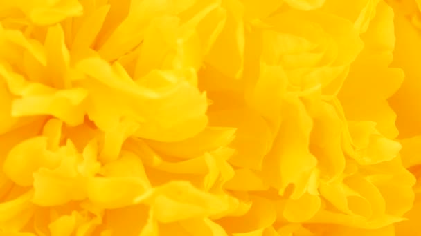 Peonie abstract yellow background. Extrem close-up. Top view. Loop motion. Rotation 360. 4K UHD video footage 3840X2160. - Footage, Video