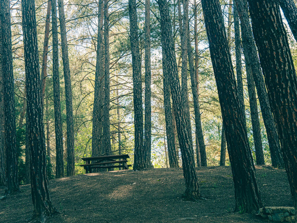 beautiful forest in the morning - Fotografie, Obrázek