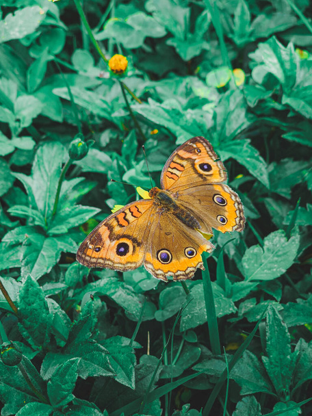 butterfly on a flower - Фото, зображення
