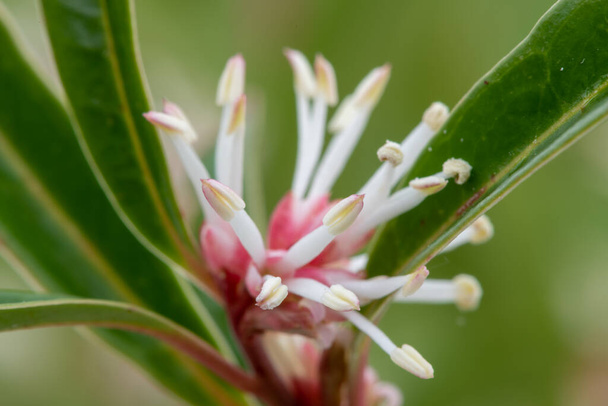 Макроснимок цветков алайской сладкой коробочки (sarcocca hookeriana) в цветении - Фото, изображение