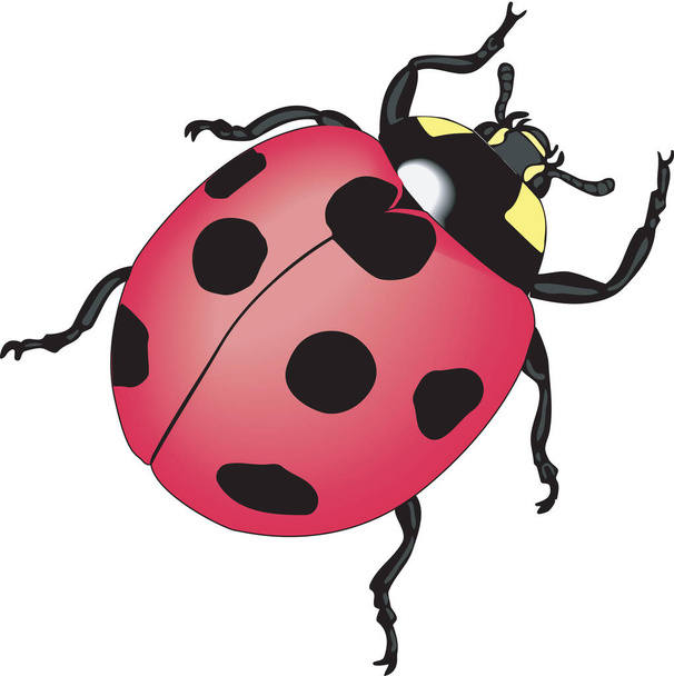 Ladybug Staande vectorillustratie - Vector, afbeelding