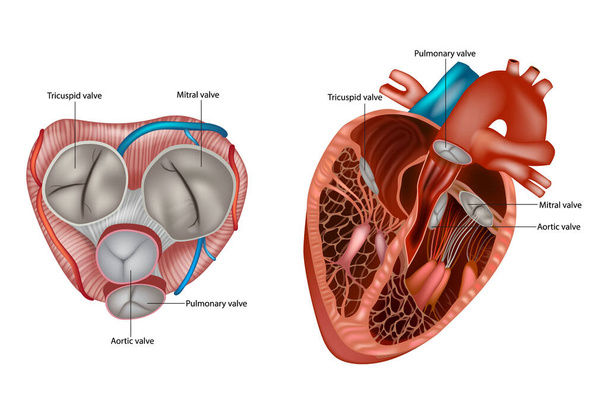 Kalp kapakçıklarının yapısı anatomi. Mitral kapakçık, akciğer kapakçığı, aort kapağı ve triküspid kapakçık.. - Vektör, Görsel