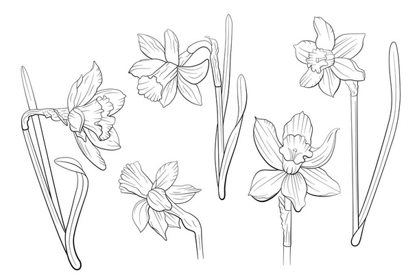 Narcissus flowers. Vector line art floral illustration isolated on white background. - Vektor, Bild