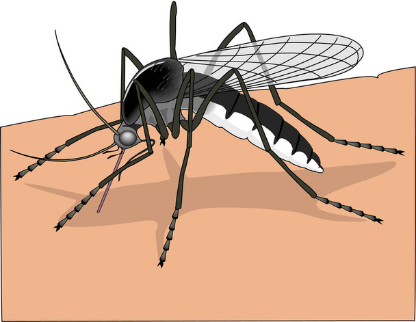 Летняя иллюстрация вектора комаров - Вектор,изображение