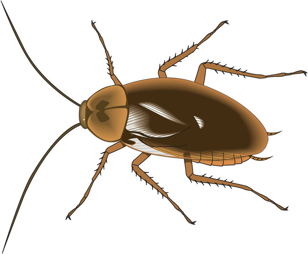 Amerikaanse Cockroach Vector Illustratie - Vector, afbeelding