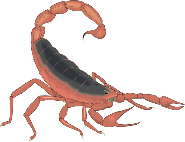 Skorpion gotowy do użądlenia Ilustracja wektora - Wektor, obraz