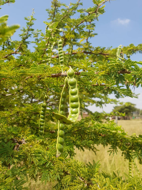 Verticale close-up op de Arabische gom boom met zaadpotten opknoping aan het bij daglicht nog vers en groen. blauwe lucht achtergrond. Warme zomerdagen. nog niet rijp - Foto, afbeelding