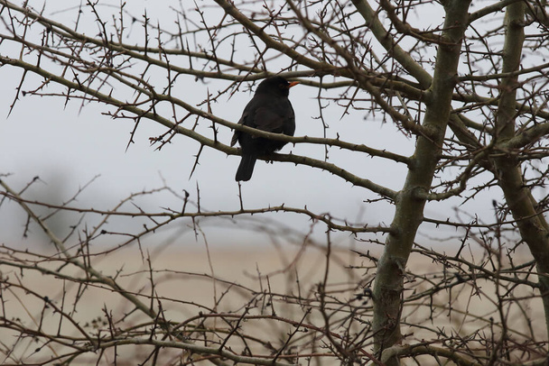 Blackbird in tree in foggy weather in Dwingelderveld, the Netherland - Photo, Image