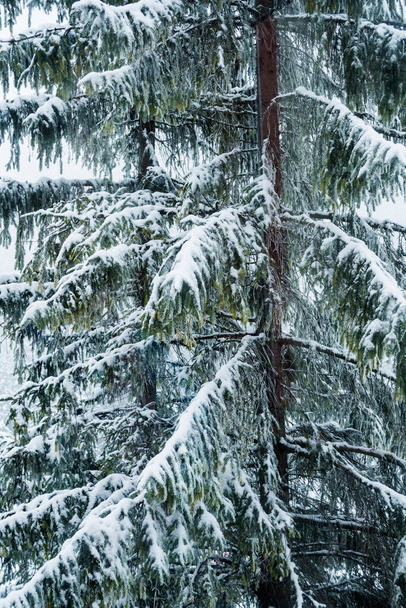 Fir tree covered with fresh snow. - Fotoğraf, Görsel