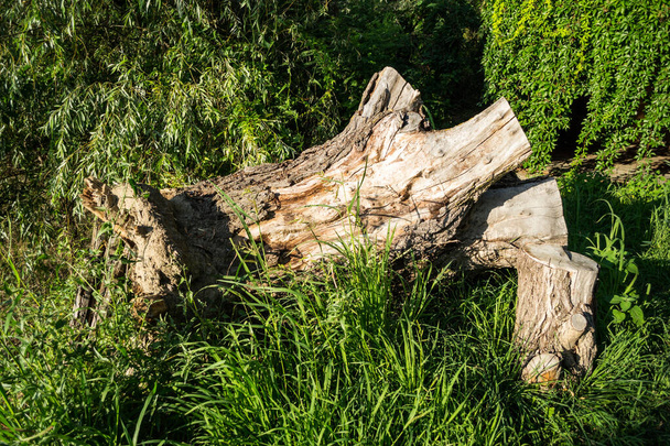 Stump tree in a garden with green grass and willows. - Fotoğraf, Görsel