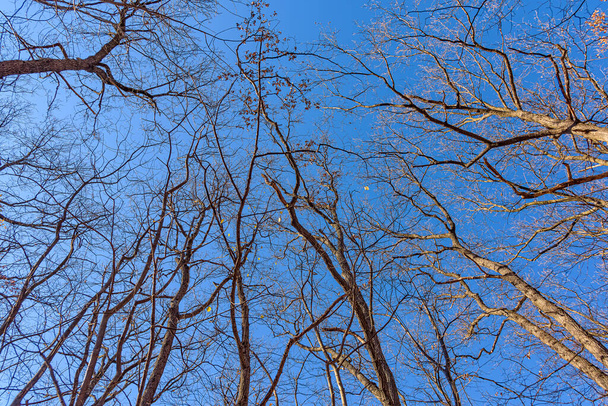 Высокий лес наверху. Могучее дерево в зимних листьях. Посмотрите на голые ветви. - Фото, изображение