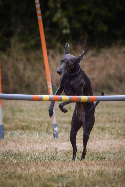 Собака перепрыгивает через препятствия. Удивительный день на чешской ловкости приват обучение - Фото, изображение