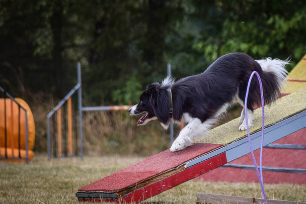Собака в промені балансу спритності. Дивовижний день на чеських змаганнях з хоробрості. Вони середній експерт це означає А2
. - Фото, зображення