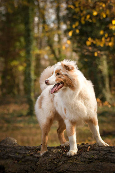 Australian shepherd is running in the leaves in the forest. Autumn photoshooting in park. - Foto, imagen