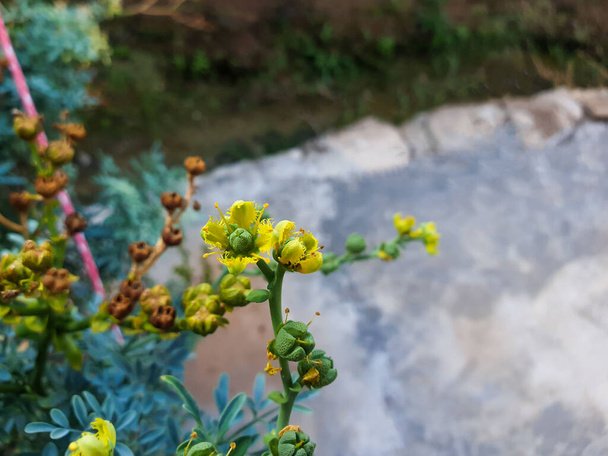 Закройтесь на зеленом растении с желтыми цветками, известном как Ruta chalepensis - Фото, изображение