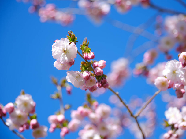 someiyoshino ciliegia blssoms in primavera - Foto, immagini