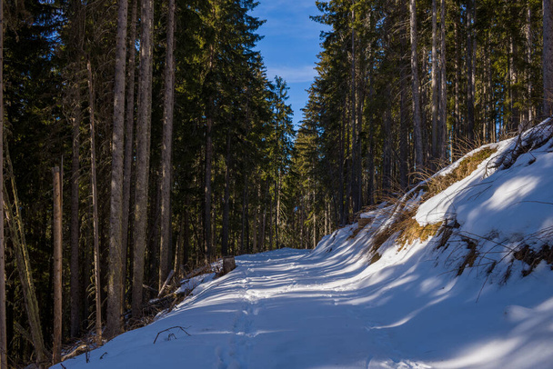 Это пейзажное фото было сделано в Европе, во Франции, Рона Альпы, в Савойе, в Альпах, зимой. Мы видим лесную тропу в массиве Монблан, под солнцем.. - Фото, изображение