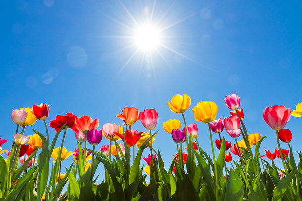 tulipány na slunci - Fotografie, Obrázek