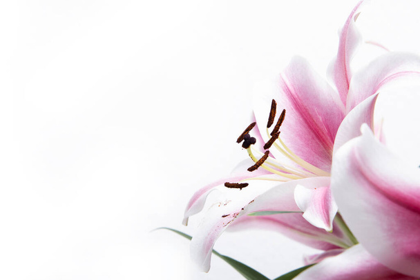 Composition with beautiful blooming lily flowers on white background , pink colors , macro - Fotografie, Obrázek