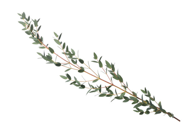 Eucalyptus branch with fresh leaves isolated on white - Foto, Imagem