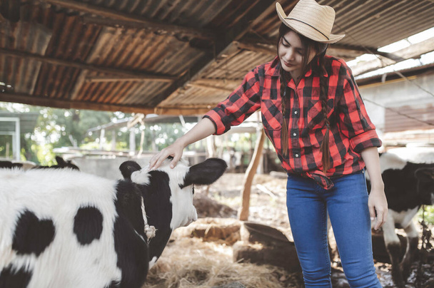 Asian farmer Work in a rural dairy farm outside the city,Young people with cow - 写真・画像