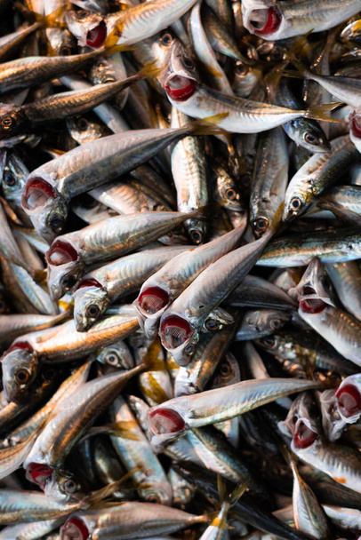 friss hal a bolt pultján, sok kis hal, tenger gyümölcsei - Fotó, kép