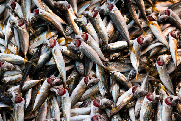 friss hal a bolt pultján, sok kis hal, tenger gyümölcsei - Fotó, kép