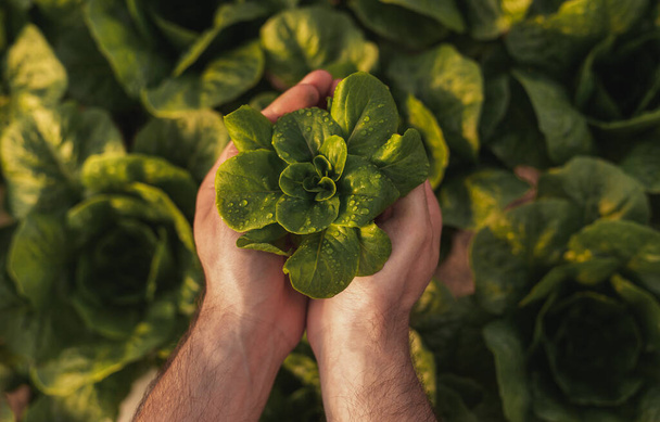 Crop farmer with seedling of lettuce - 写真・画像