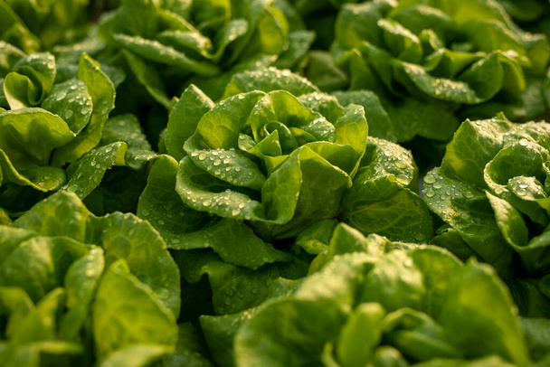 Background of green lettuce in greenhouse - 写真・画像
