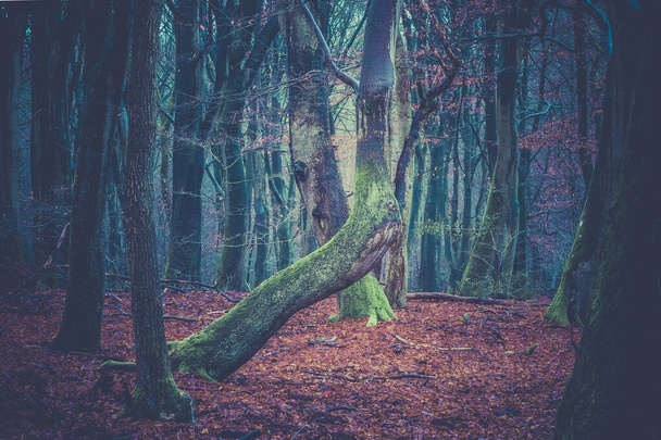 mysterious forest in the autumn - Φωτογραφία, εικόνα
