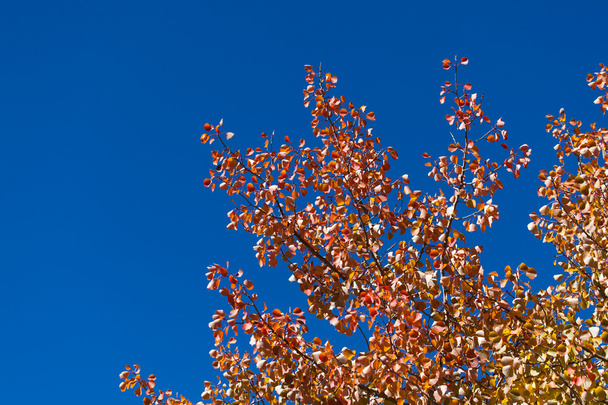 Fall Leaves en levendige blauwe hemel - Foto, afbeelding