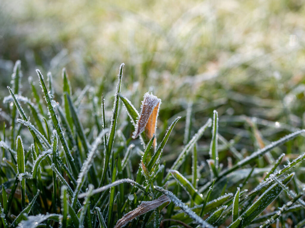 Baharda karlı çimenler - Fotoğraf, Görsel