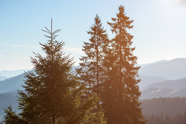 Вершина высоких хвойных деревьев, освещенных солнцем в течение дня - Фото, изображение