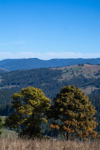 Twee grote bomen in de bergen - Foto, afbeelding