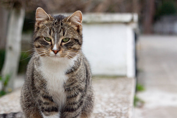 野生の猫の肖像画は、猫の通りに住んでいます。ふわふわの縞模様の猫の肖像。純血種の子猫ではなく. - 写真・画像