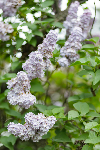 Spring flowering lilac. Blooming purple lilac flowers. Natural spring background - Foto, imagen