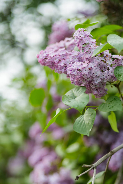 Spring flowering lilac. Blooming purple lilac flowers. Natural spring background - Фото, зображення